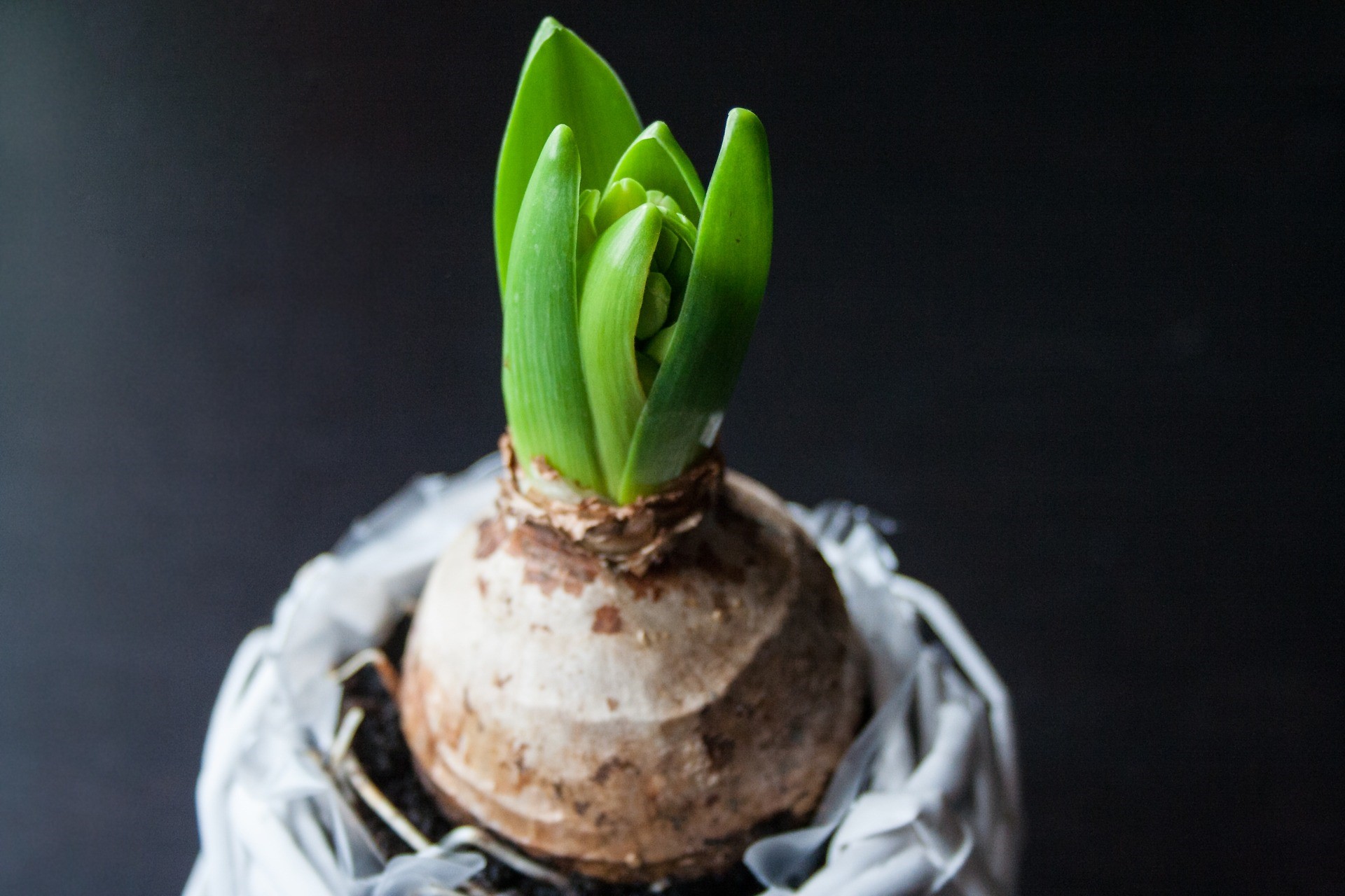 Removing and replacing spring-flowering bulbs