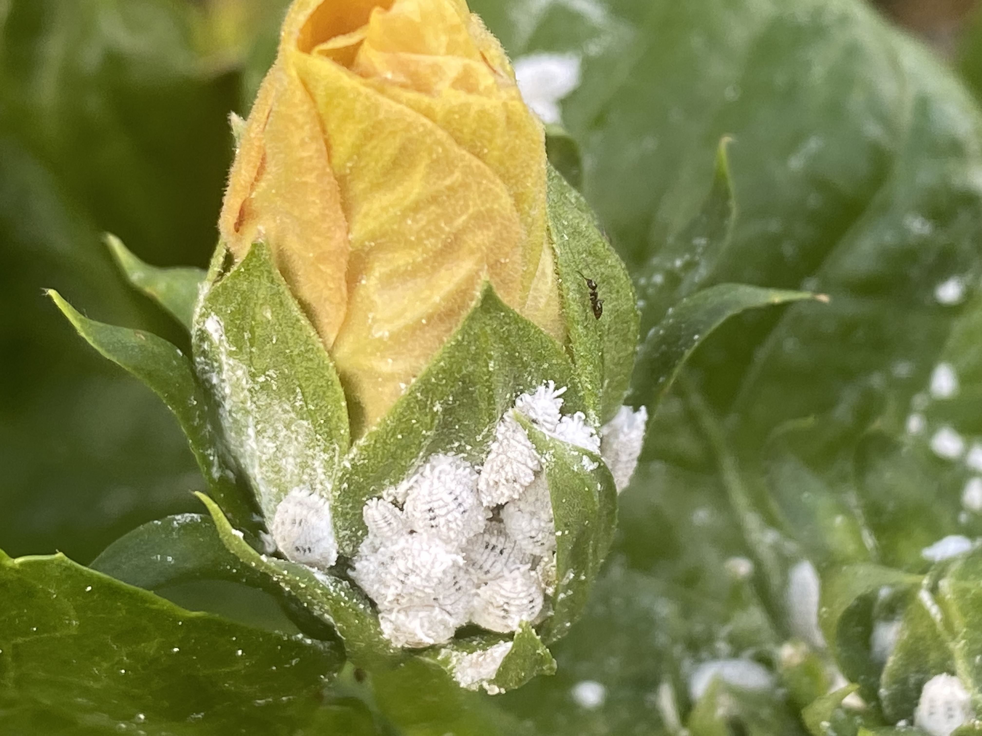What’s that white stuff on my plants? Mealybugs could be to blame