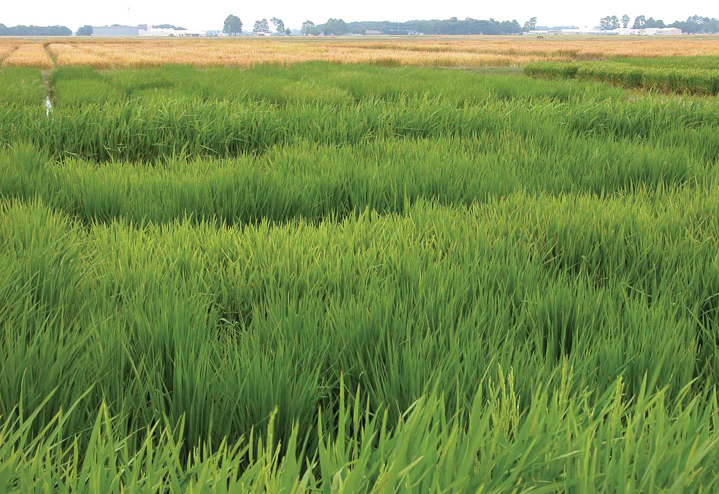 Reducing the Potential for Herbicide-resistant Red Rice