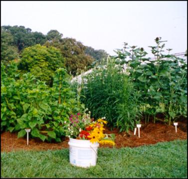 Cut Flower Production Basics