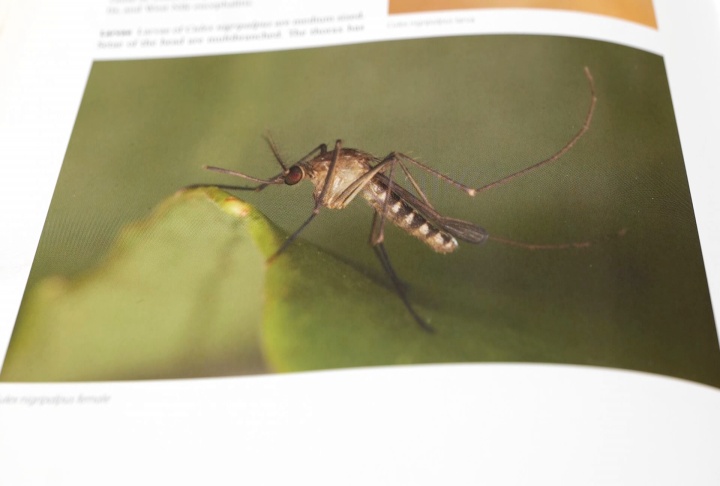Weather gives rise to a certain mosquito species