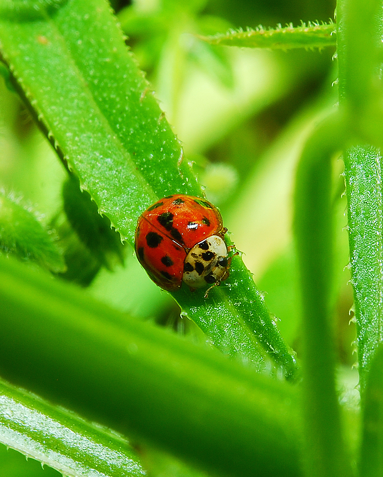Asian ladybeetle showing up in Louisiana 