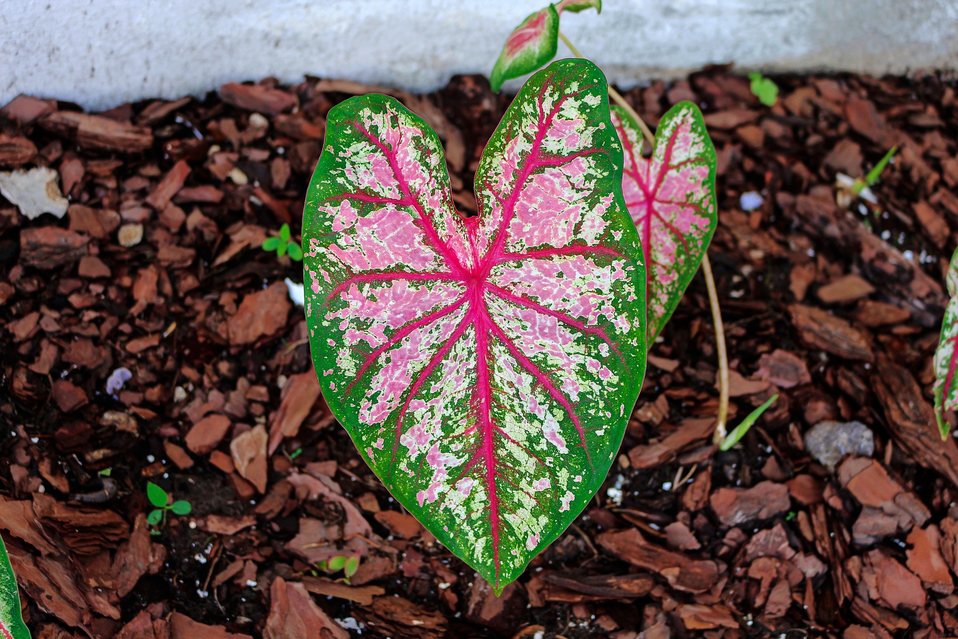 caladium-1454488_1920.jpg thumbnail