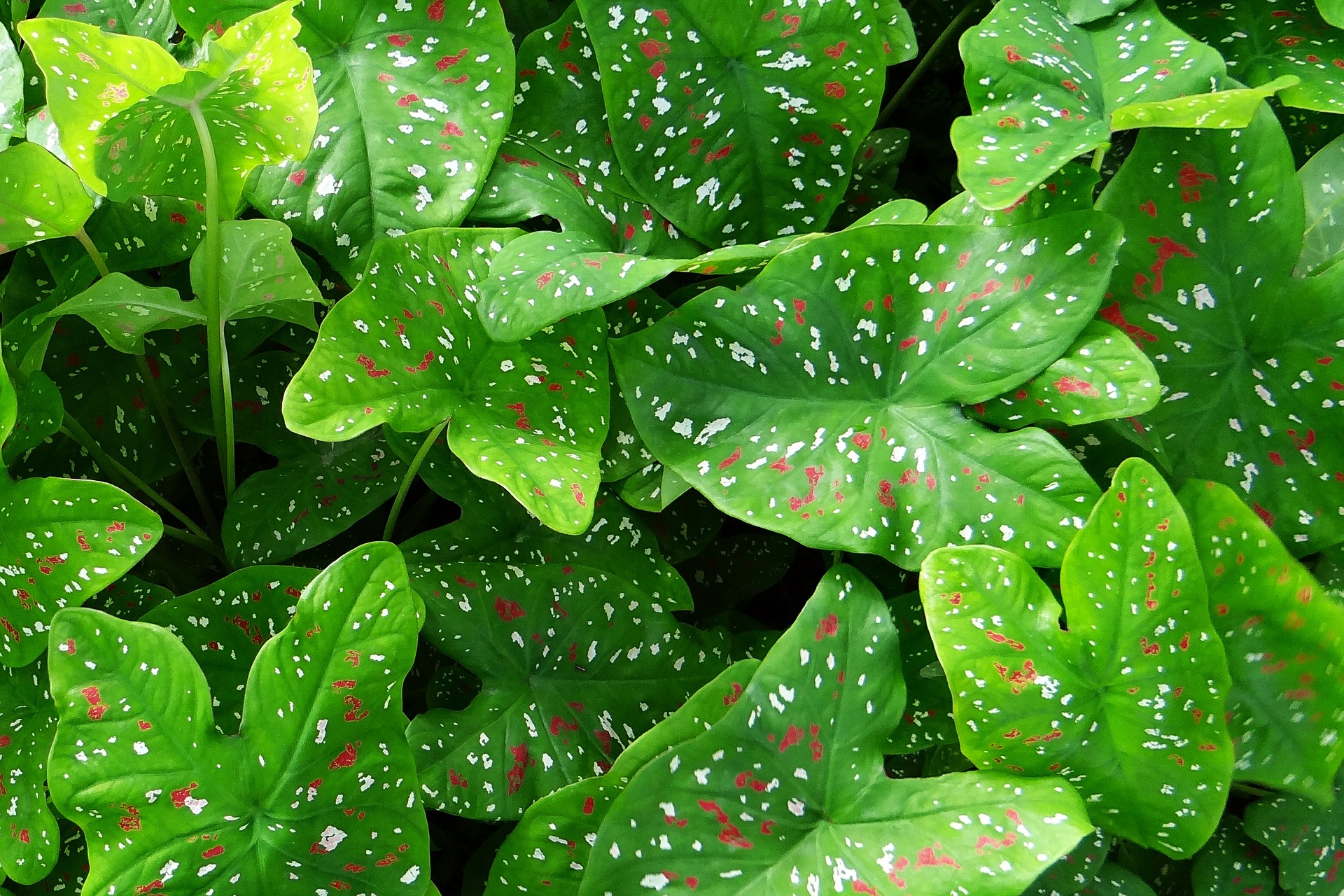 caladium-382342.jpg thumbnail