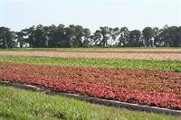 Growing Caladiums
