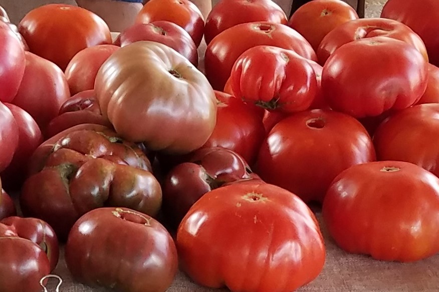 April is a Good Time to Plant Tomatoes
