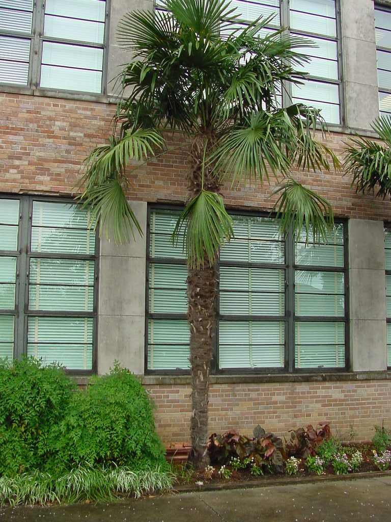 Palm planting season ends in September