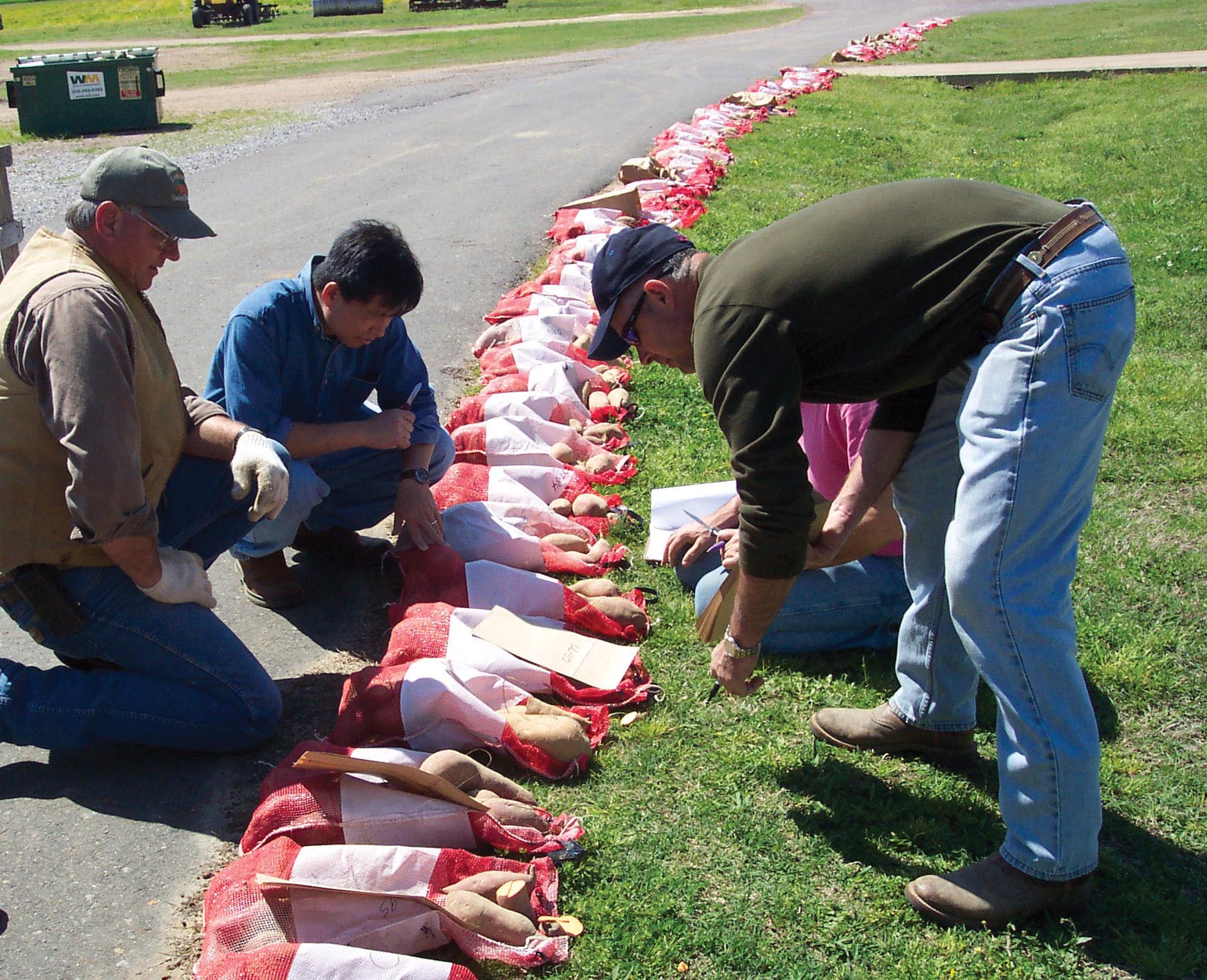 Breeding High-yielding, Delicious Sweet Potatoes
