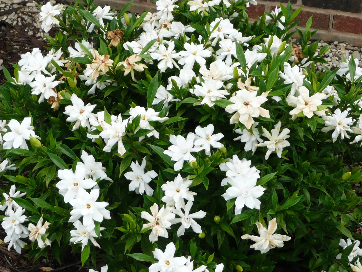 Fall is for shrub planting