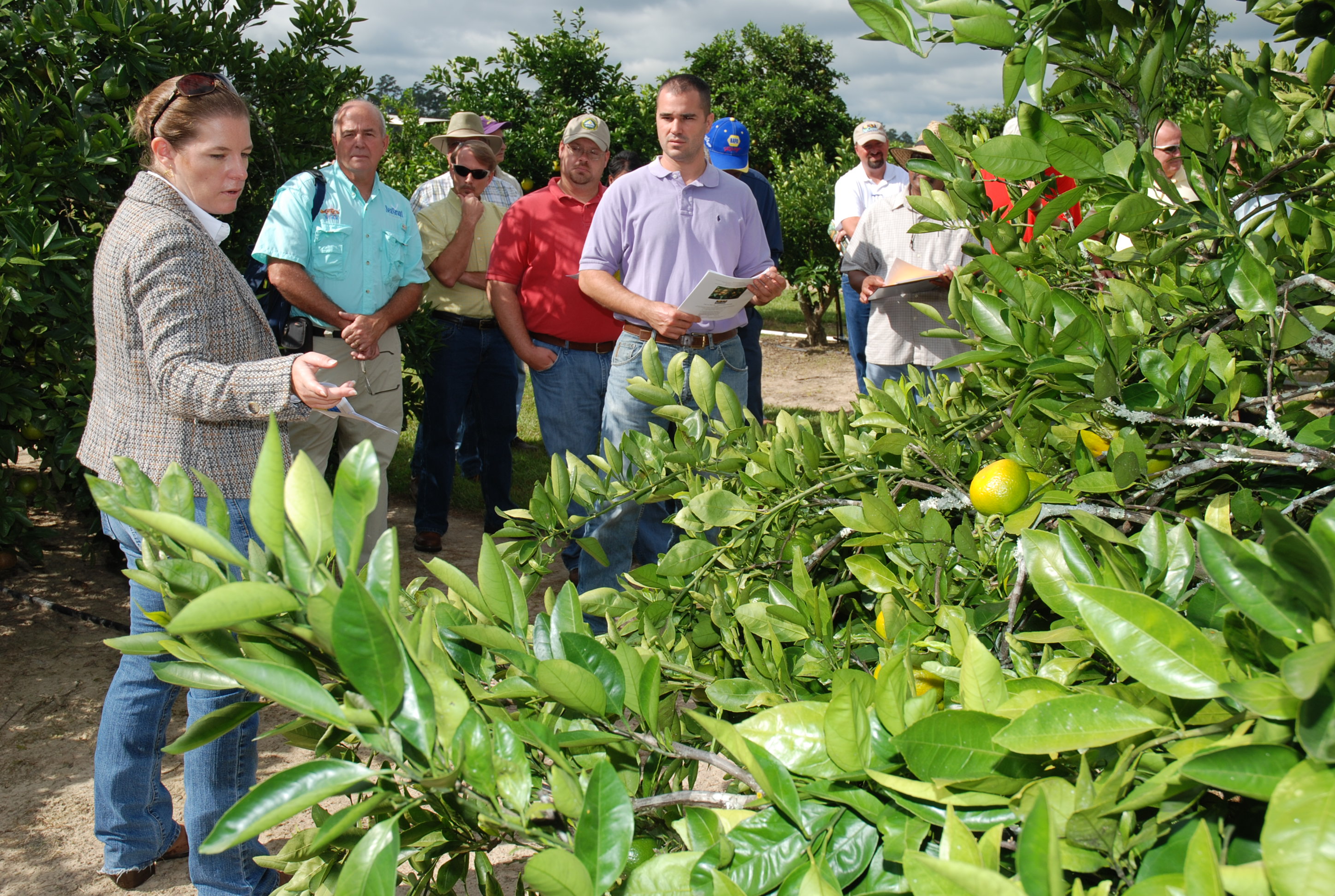 New citrus disease not as bad as some believe