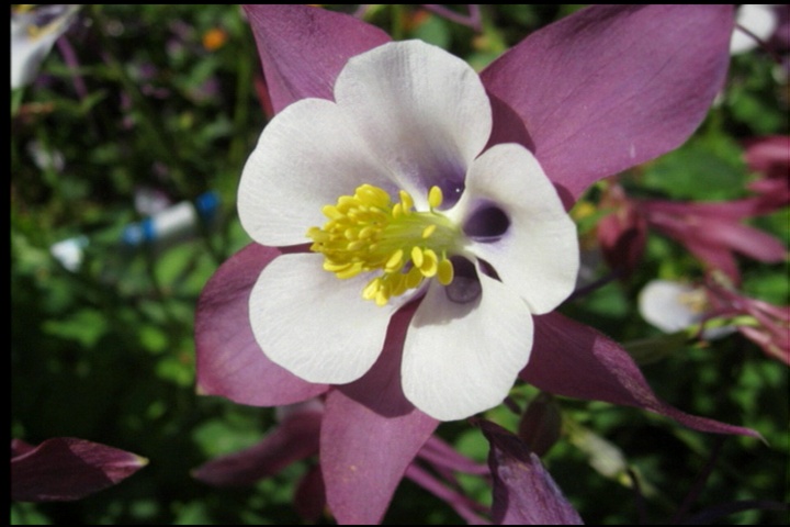 Swan columbine is tough, colorful Super Plant