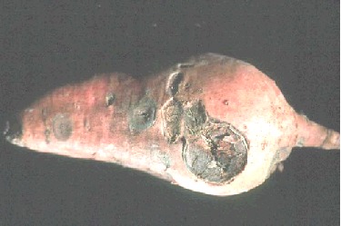 Photo of Circular Spot on sweet potato