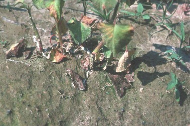 Sclerotial Blight and Circular Spot