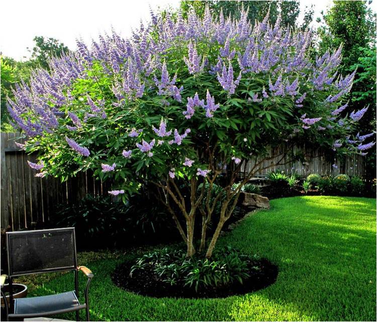 AgCenter works to improve ornamental plants
