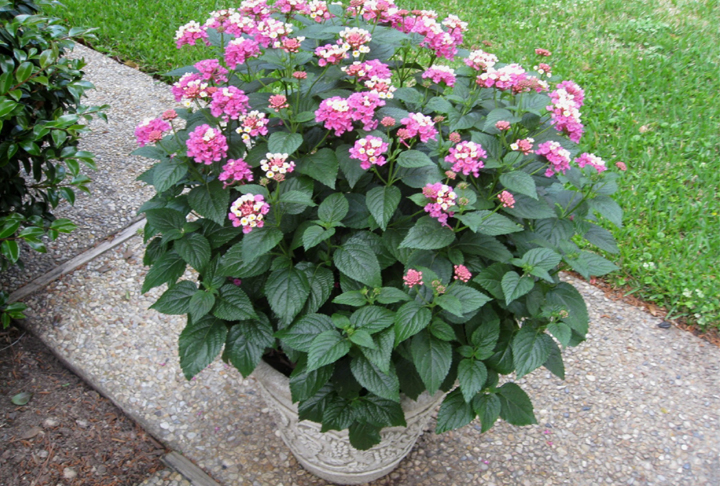 Choose correct transitional-season plants