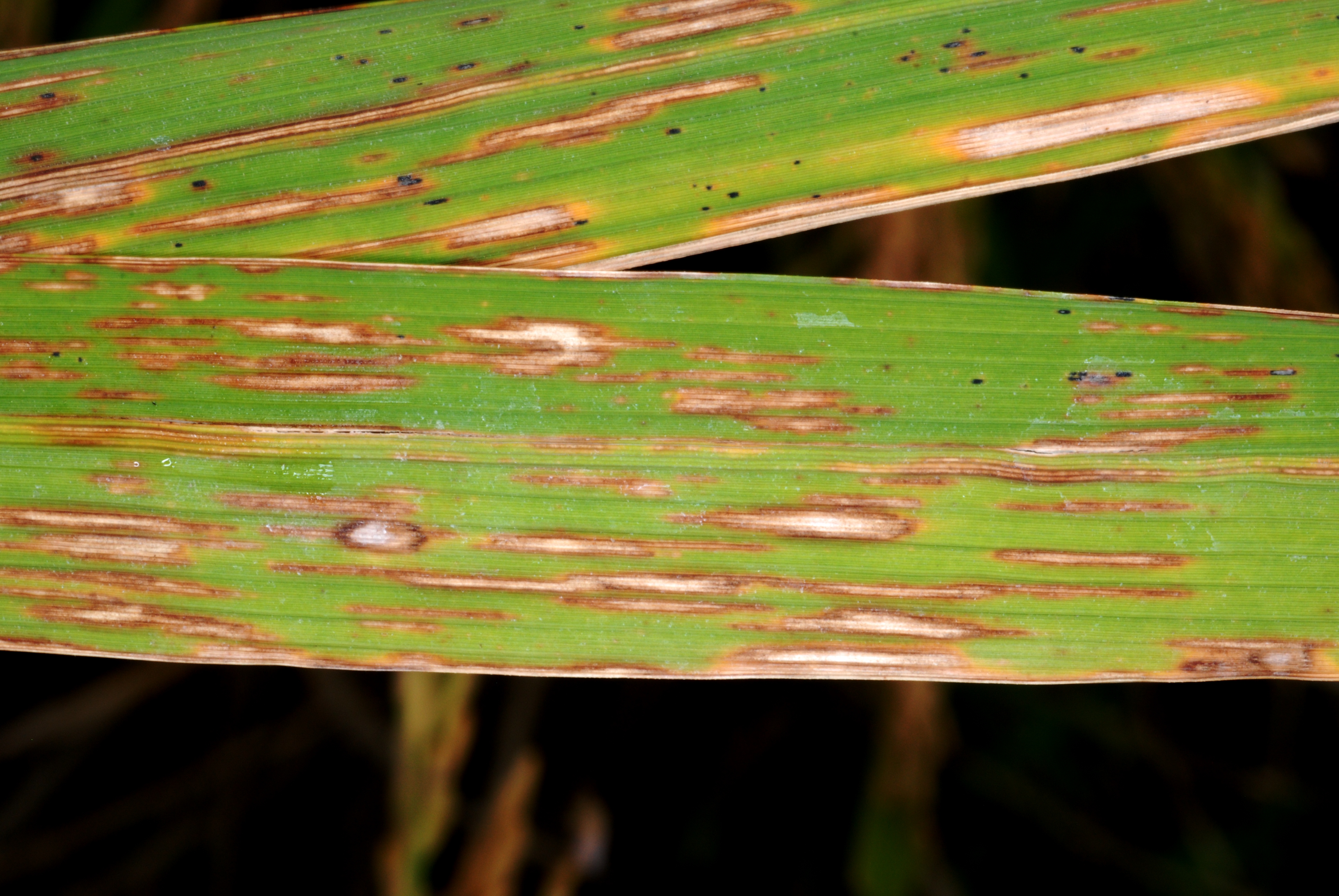 Severe Signs of Infection