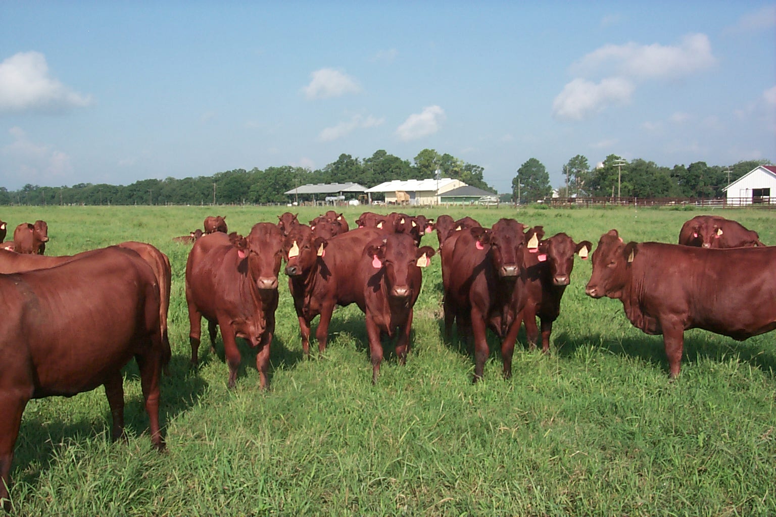 Comparing Calf Production from Brangus and Bonsmara Cows