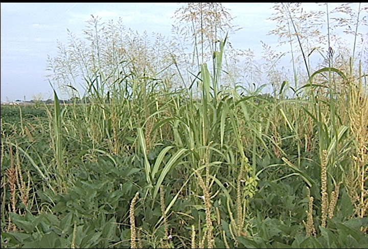 Farmers battle herbicide-resistant weeds