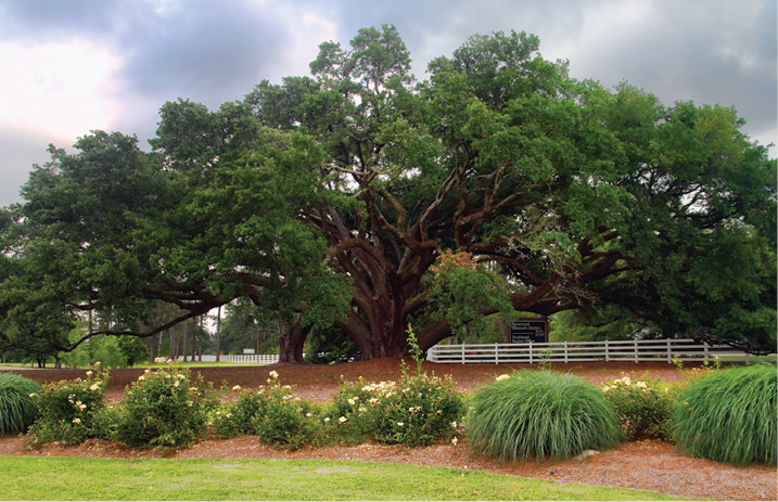 Hammond Oaks