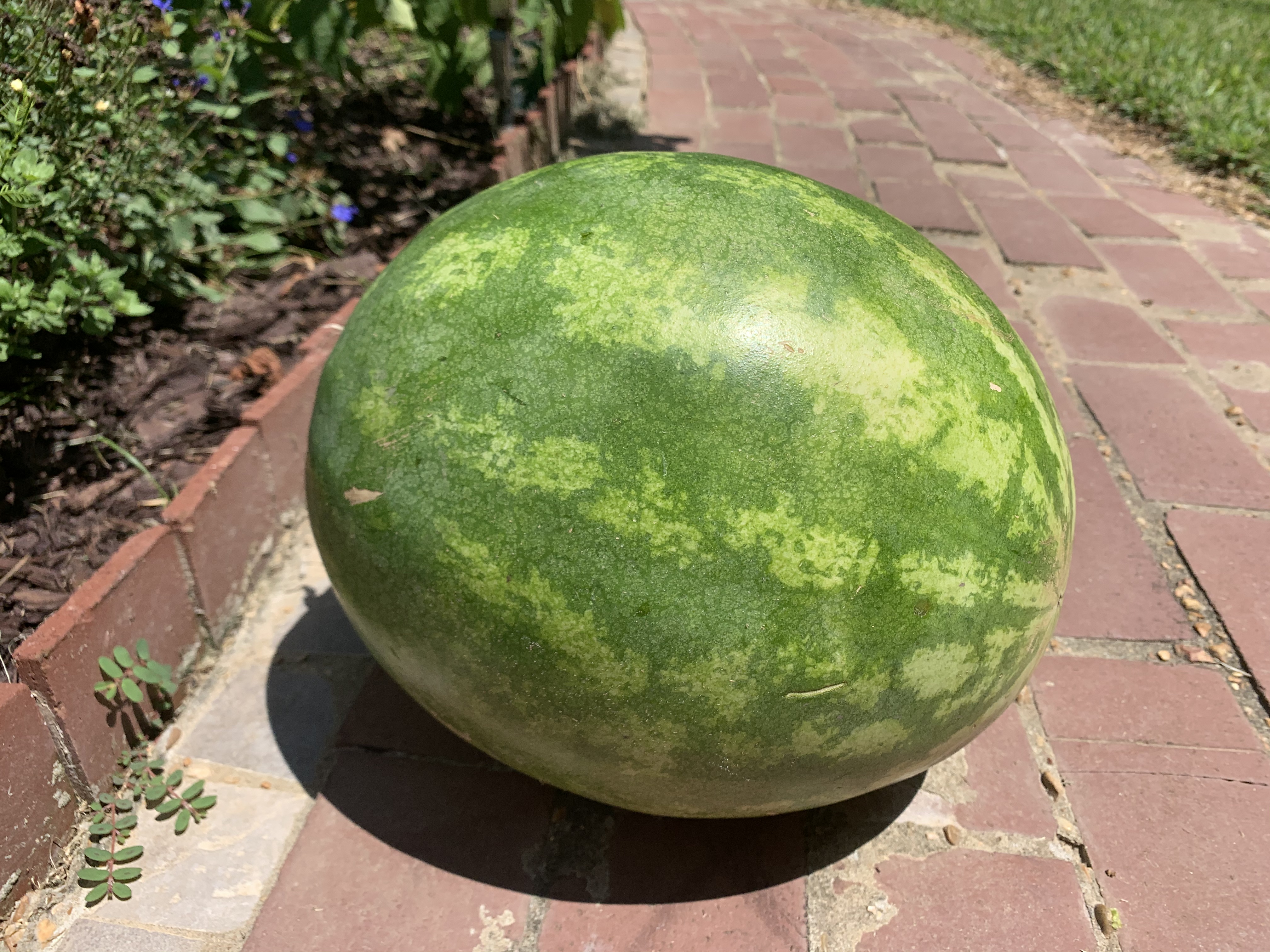 Wonders of Watermelon