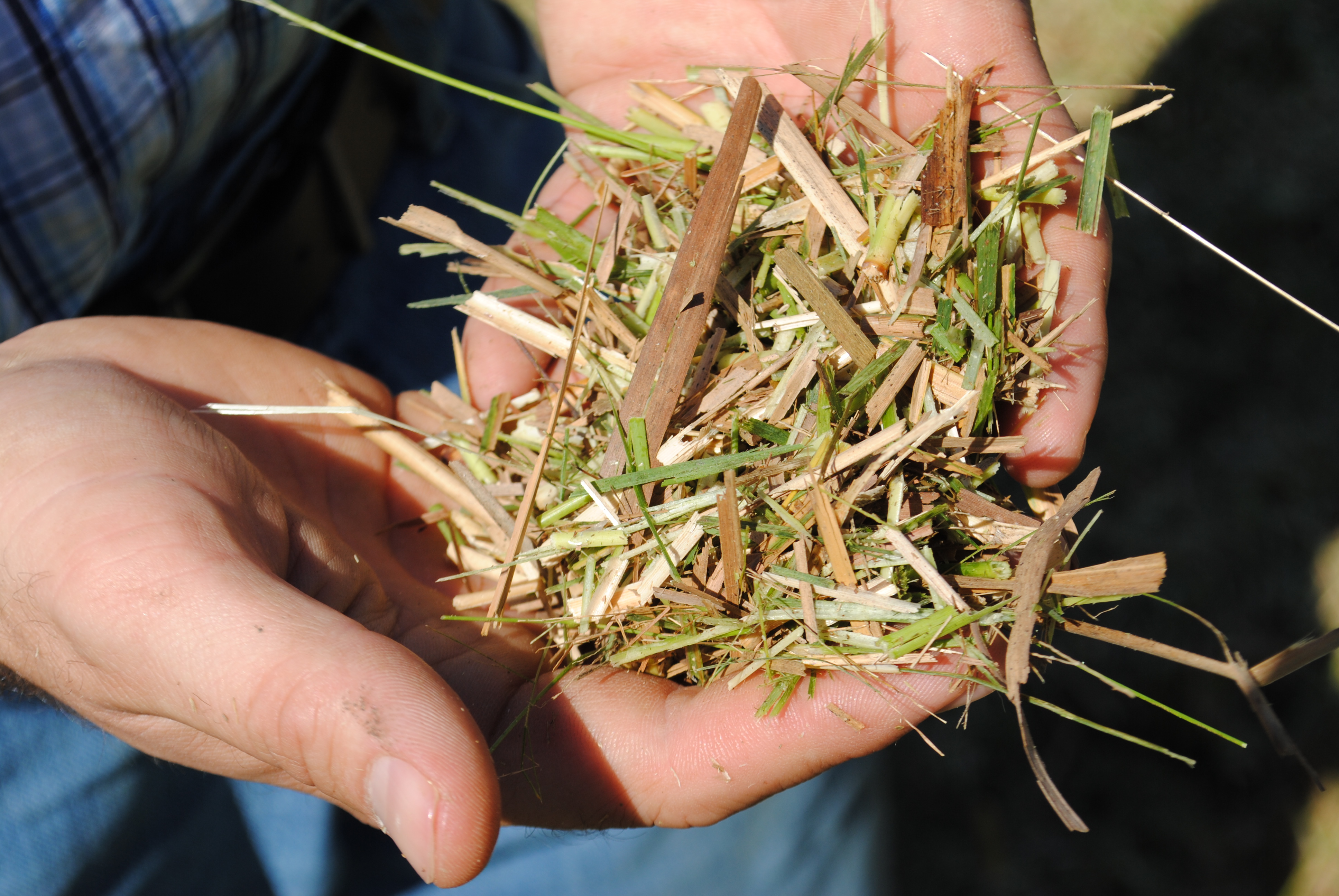 Scientists study potential value of switchgrass in Louisiana