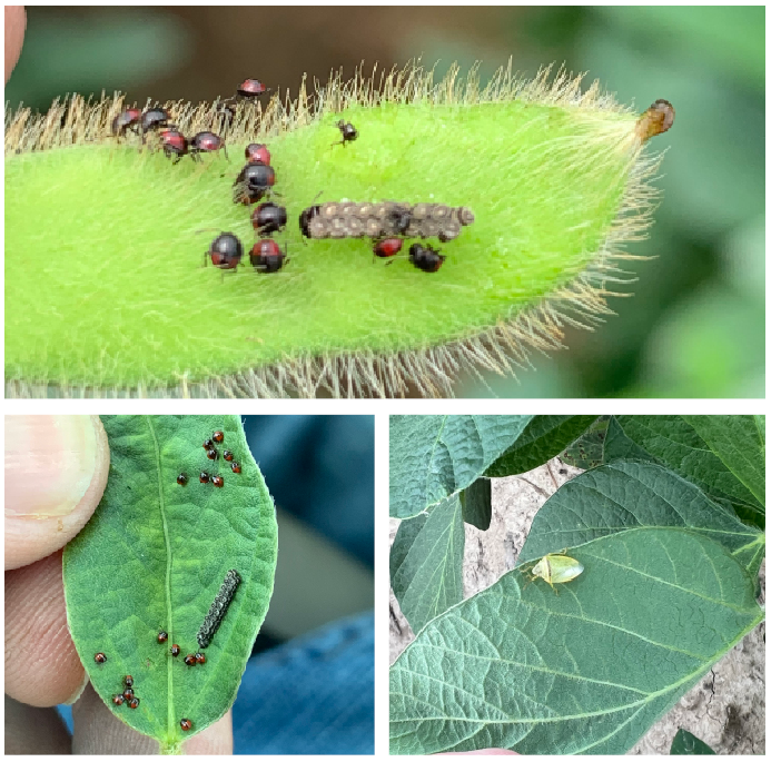 Cutting costs and boosting yields: Entomologist targets soybean pests