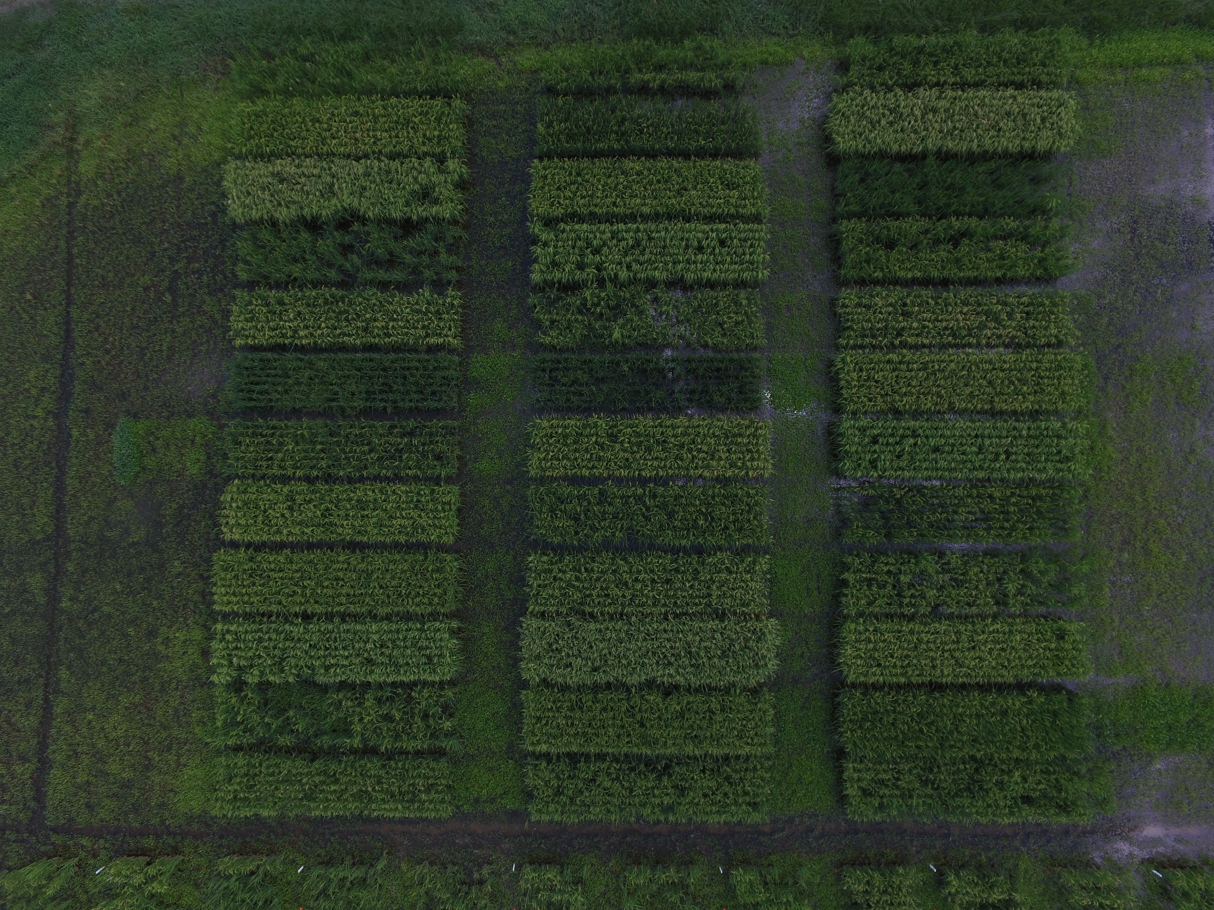 ‘Big data’ presents new opportunities, challenges in agriculture 