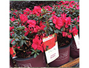 Ornamentals thumbnail
