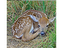 White-tailed deer thumbnail