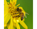 Birds and bees thumbnail