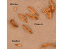 Insect societies thumbnail