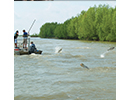 Silver carp thumbnail