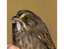 Seaside Sparrow thumbnail