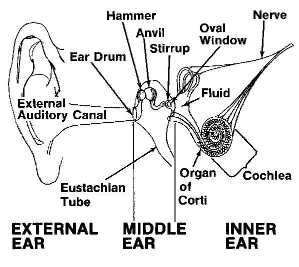 Hearing Safety