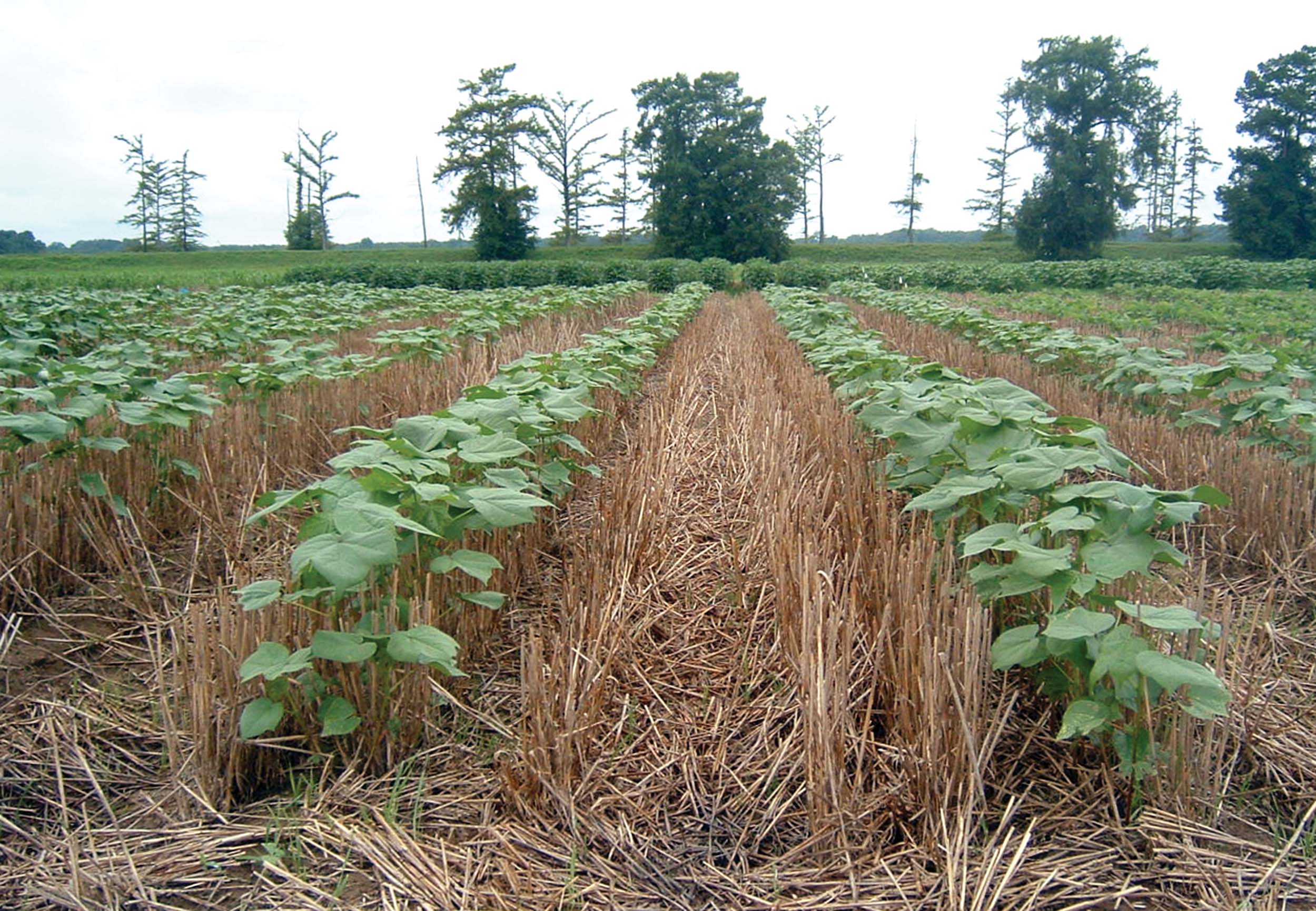 Economics of BMP Cropping Systems