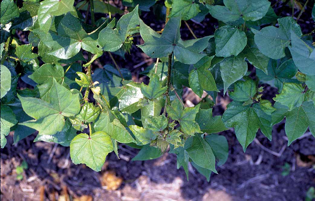 Cotton Aphids on Plants