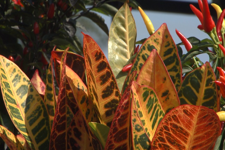 Bring fall colors to your patio