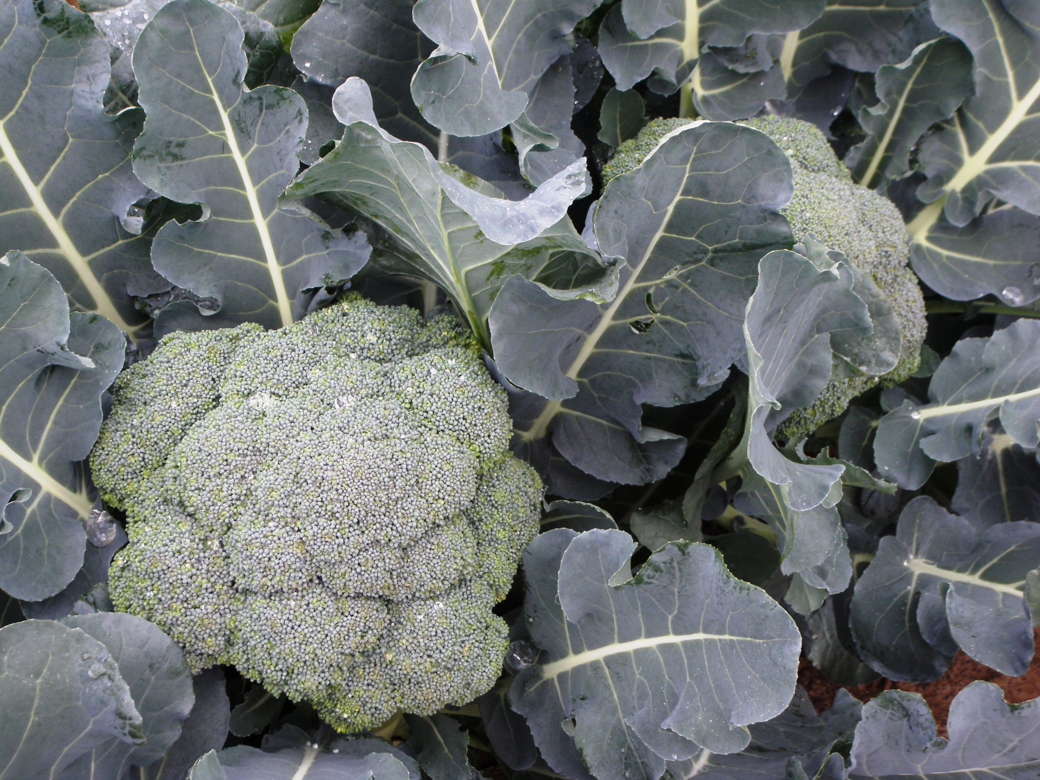 It’s time to start cool-season vegetable gardening
