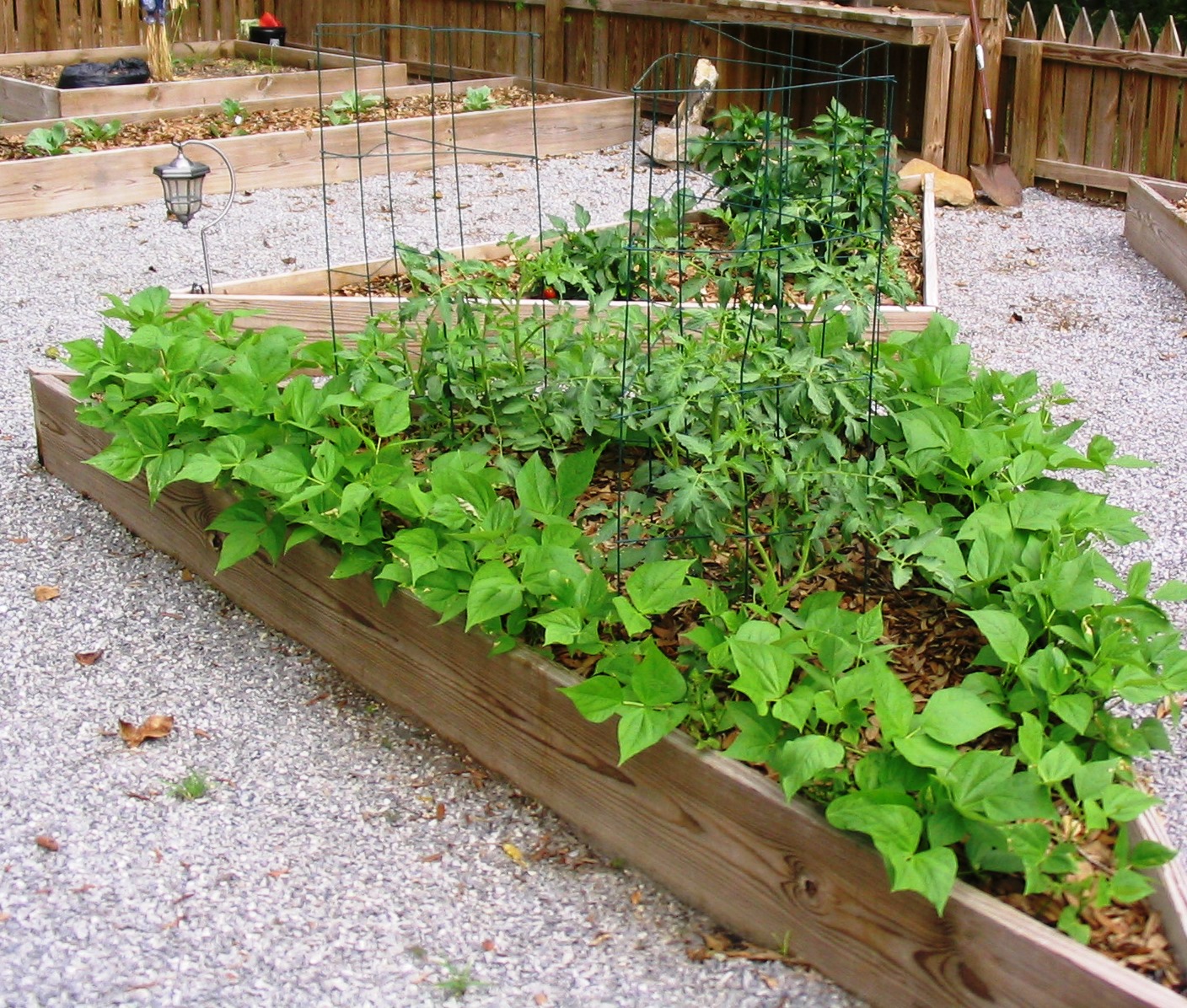 beans and tomatoes