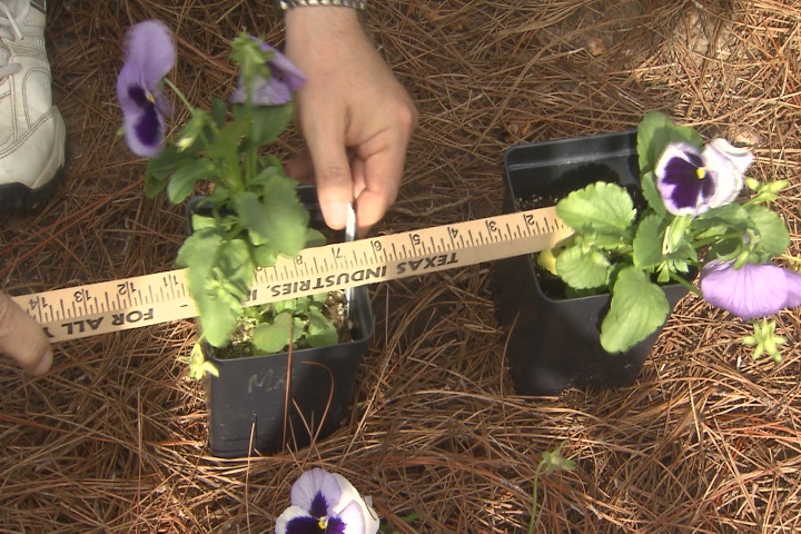 Spacing is crucial when planting flower beds