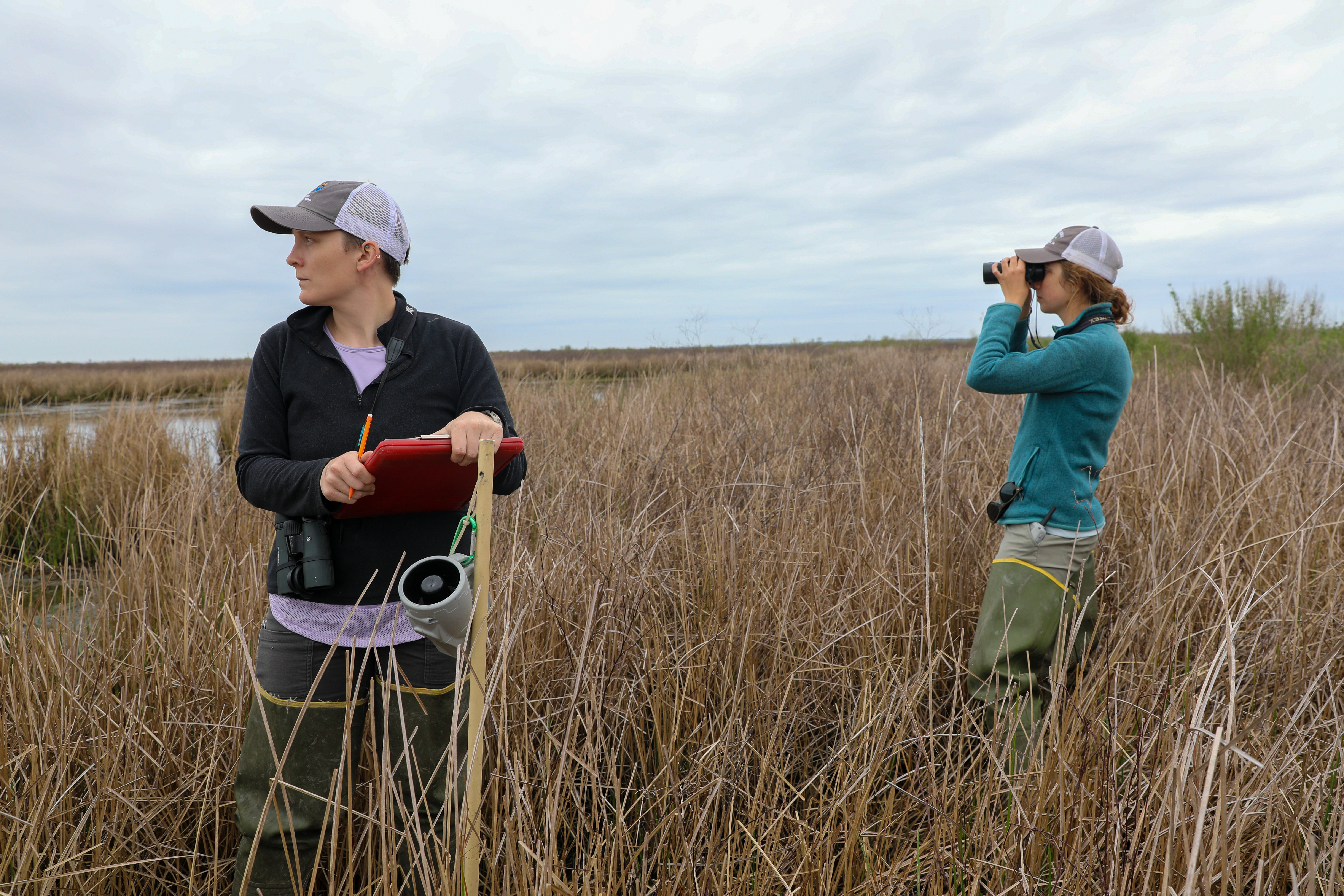 Eavesdropping on Louisiana’s Secretive Marsh Birds 
