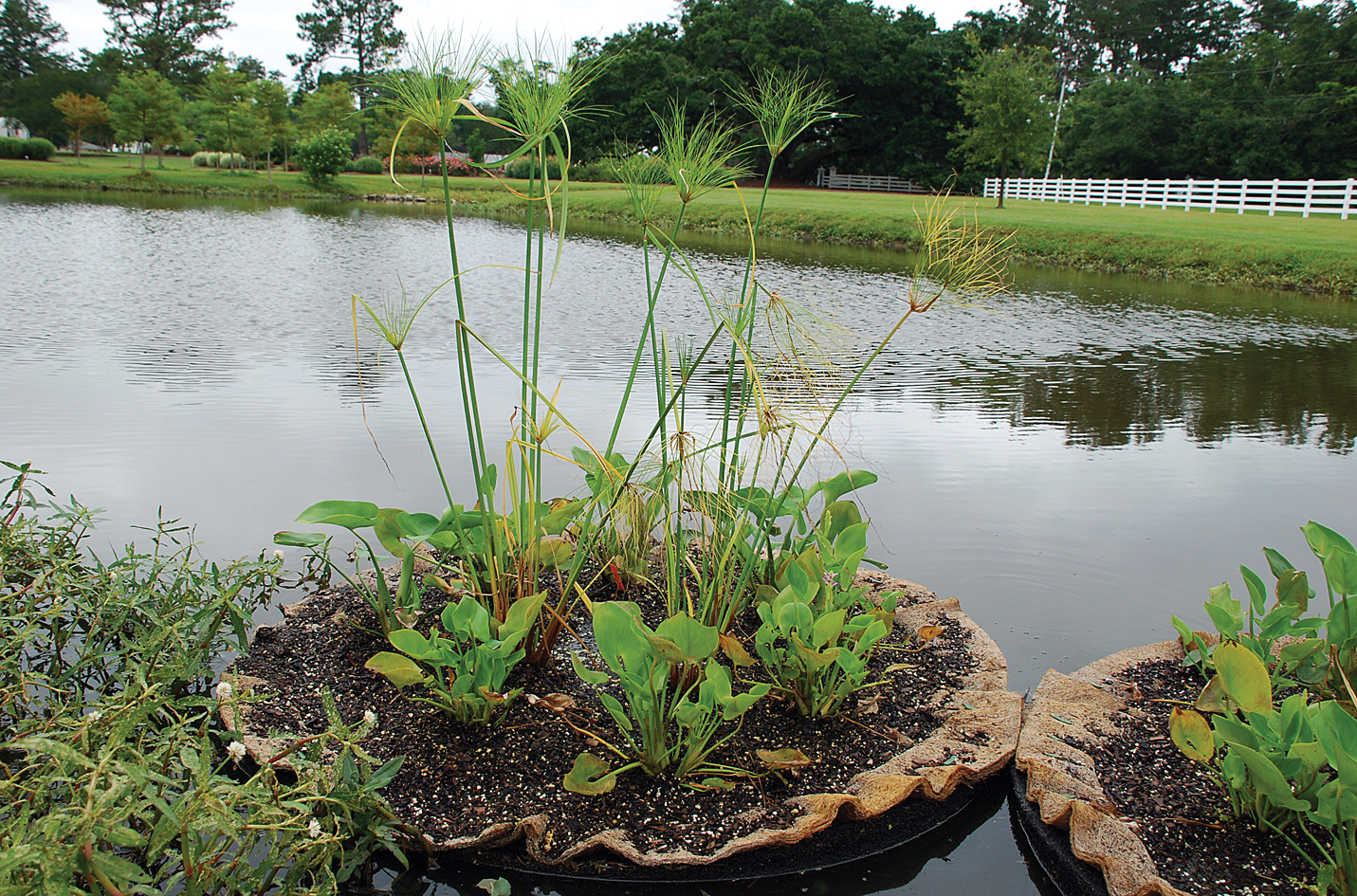 Planted floating islands