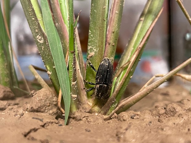 Sphenophorus pertinax, Rice Billbug (Coleoptera: Curculionidae)