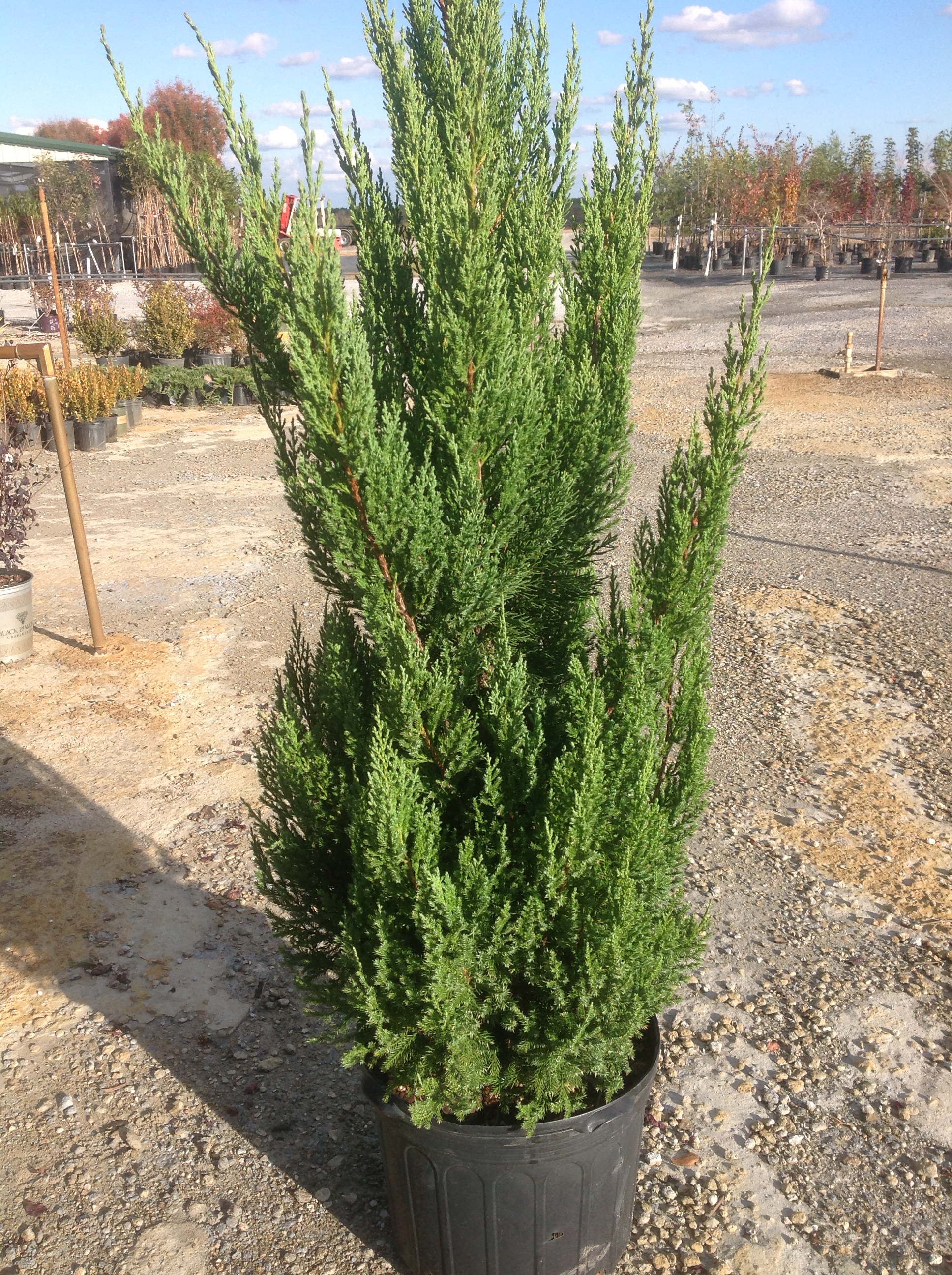 Christmas trees need proper care