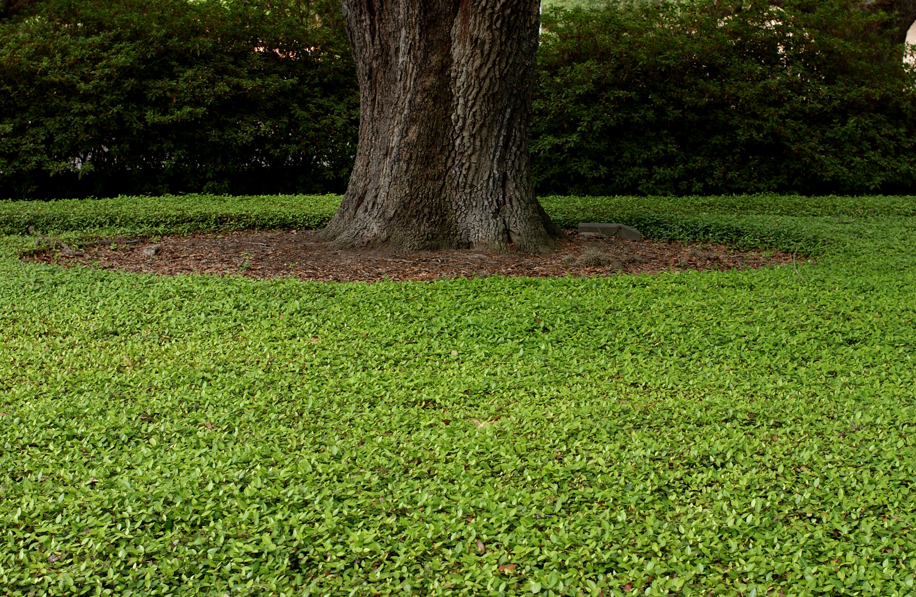 Tips Offered For Managing Shaded Lawns