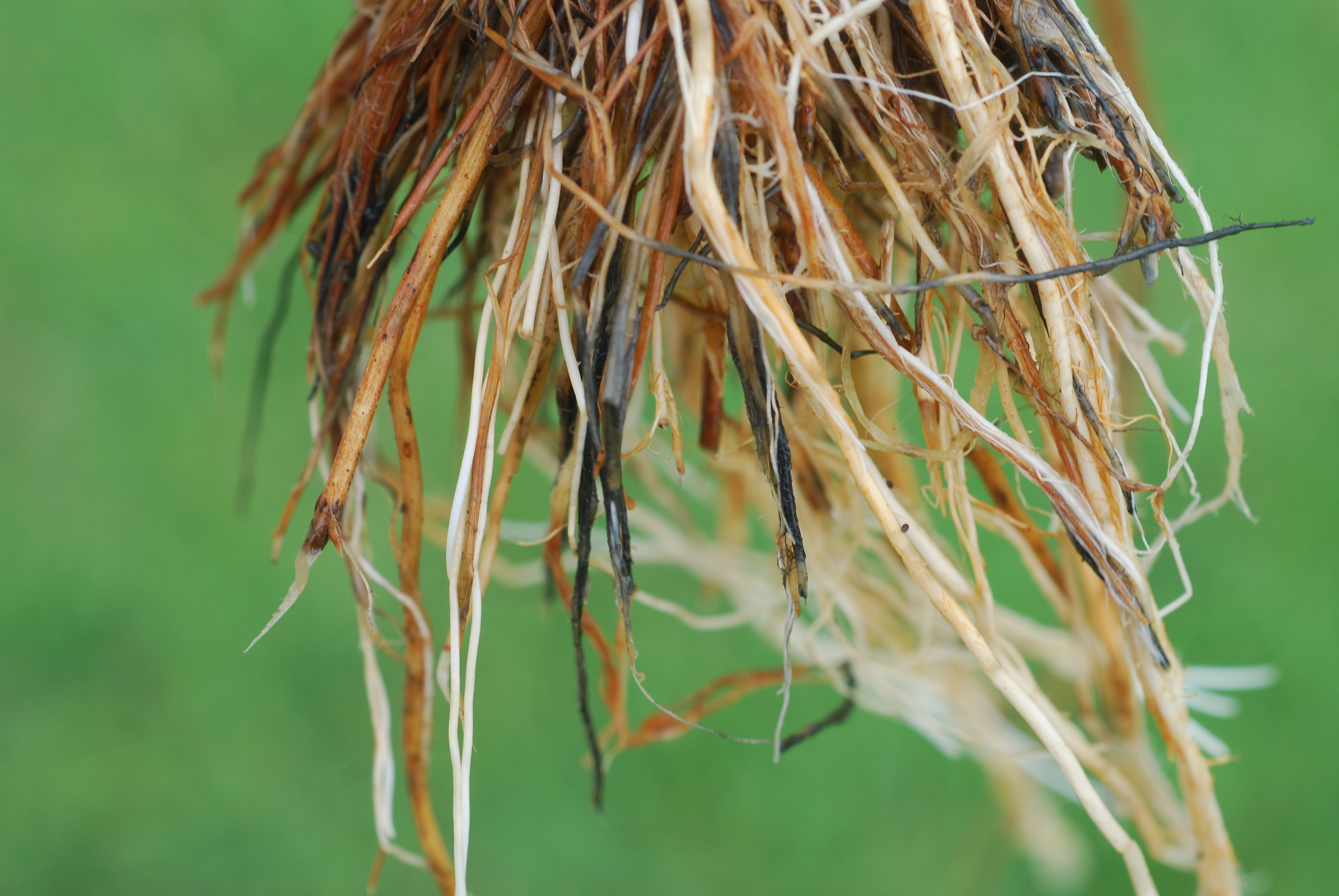 Rotting and Discolored Symptoms