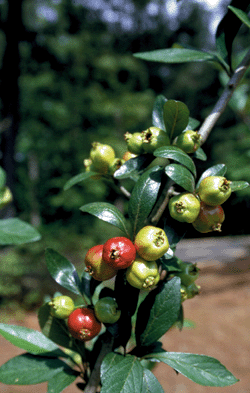 Mayhaw Fruit Juice