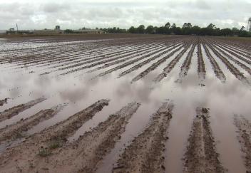 Cotton planting hurt by heavy rains