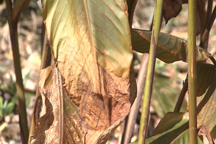 Care for your freeze-damaged tropicals