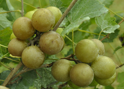 Growing Muscadines in South Louisiana